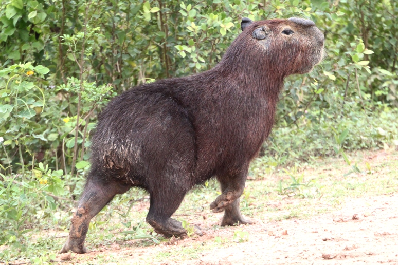 capybara